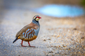A partridge in&hellip;