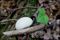 Lycoperdon per&hellip;