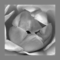 Rose BW - rodj&hellip;