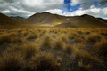 Tussock at Lin&hellip;