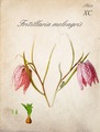 fritillaria me&hellip;