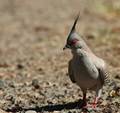 Crested Pigeon&hellip;