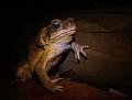Cane toad, Buf&hellip;