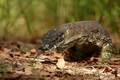 Varanus varius&hellip;