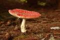Amanita muscar&hellip;