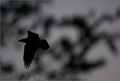 Crow    Fly wi&hellip;