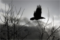 Raven    Fly w&hellip;