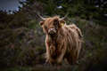 Scottish Highl&hellip;