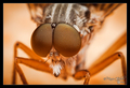Compound eyes &hellip;