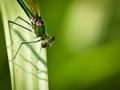 Calopteryx Vir&hellip;