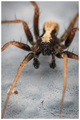 Male Pardosa s&hellip;