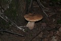 Boletus aestiv&hellip;
