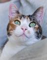 Green Eyes