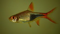 rasbora hetero&hellip;