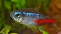 neon tetra (Pa&hellip;