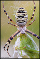 Argiope bruenn&hellip;