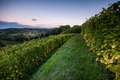 Požeški vinogr&hellip;