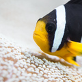 Amphiprion cla&hellip;