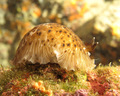 Dendrodoris gr&hellip;