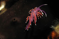 Flabellina isc&hellip;
