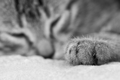 dreaming