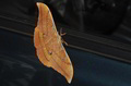 Antheraea yama&hellip;