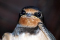 Hirundo rustic&hellip;