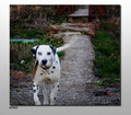 dalmatian dog &hellip;
