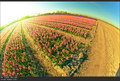 keukenhof suns&hellip;