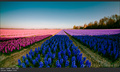 keukenhof fiel&hellip;