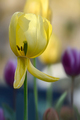 Žuti tulipan