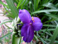 Tradescantia f&hellip;