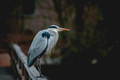 Ardea cinerea &hellip;