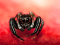 Jumping spider&hellip;