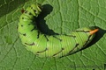 larva- slakov &hellip;