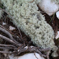 Cladonia stell&hellip;