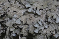 Parmelia sulca&hellip;